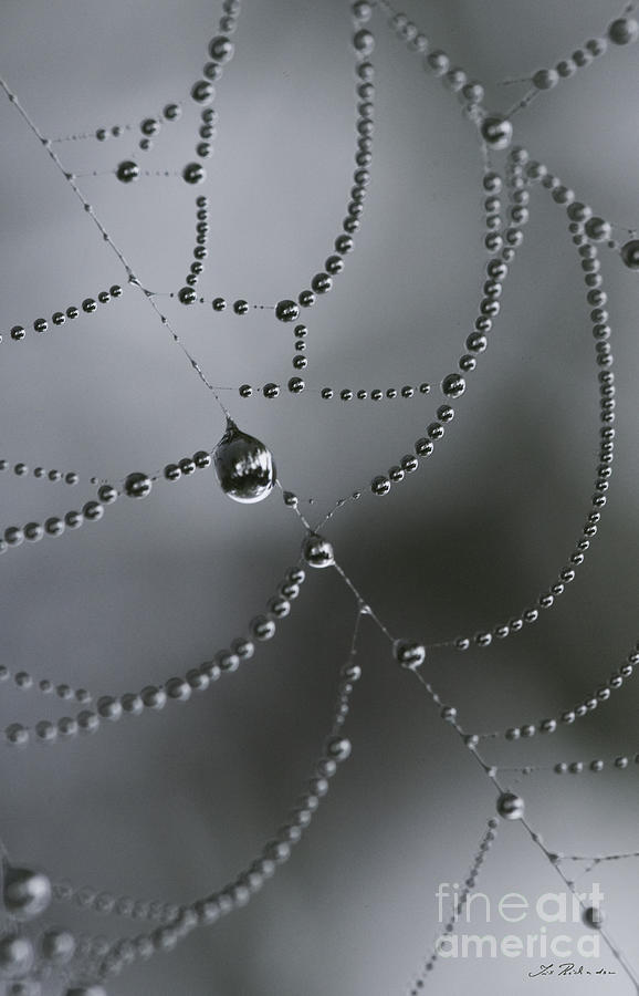 Wet Spiderweb #3 Photograph by Iris Richardson
