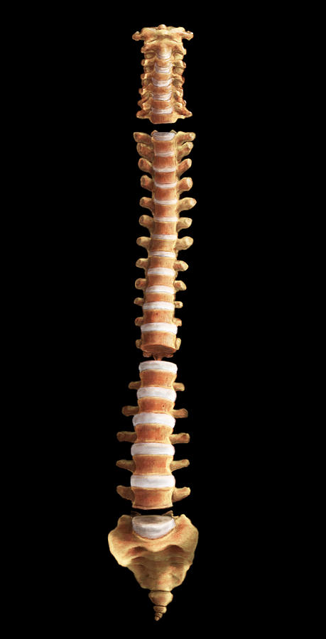 Spine #1 Photograph by Anatomical Travelogue