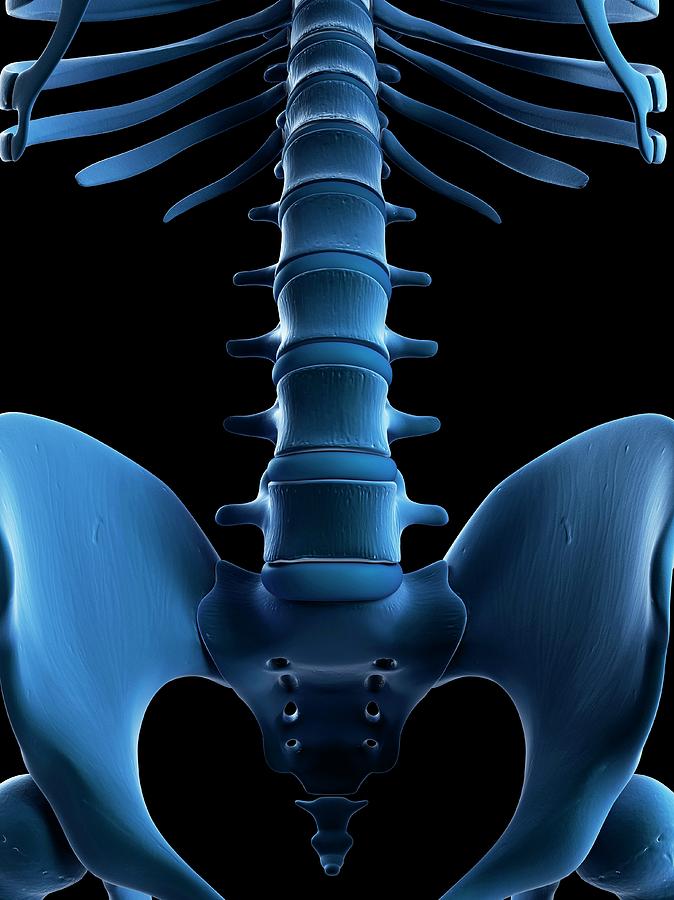 Spine And Sacrum Photograph by Sciepro/science Photo Library - Fine Art ...