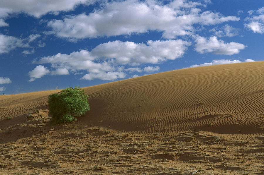 Spinifex Grass Strzelecki Desert #1 Photograph by Konrad Wothe