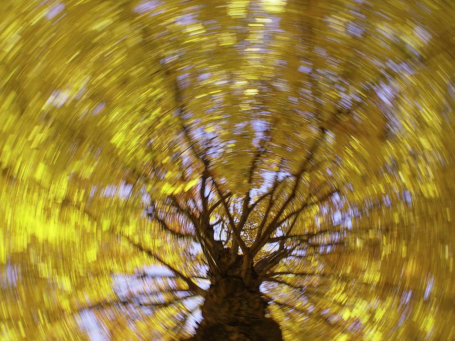 Fall Photograph - Spinning Maple #1 by Bernhart Hochleitner