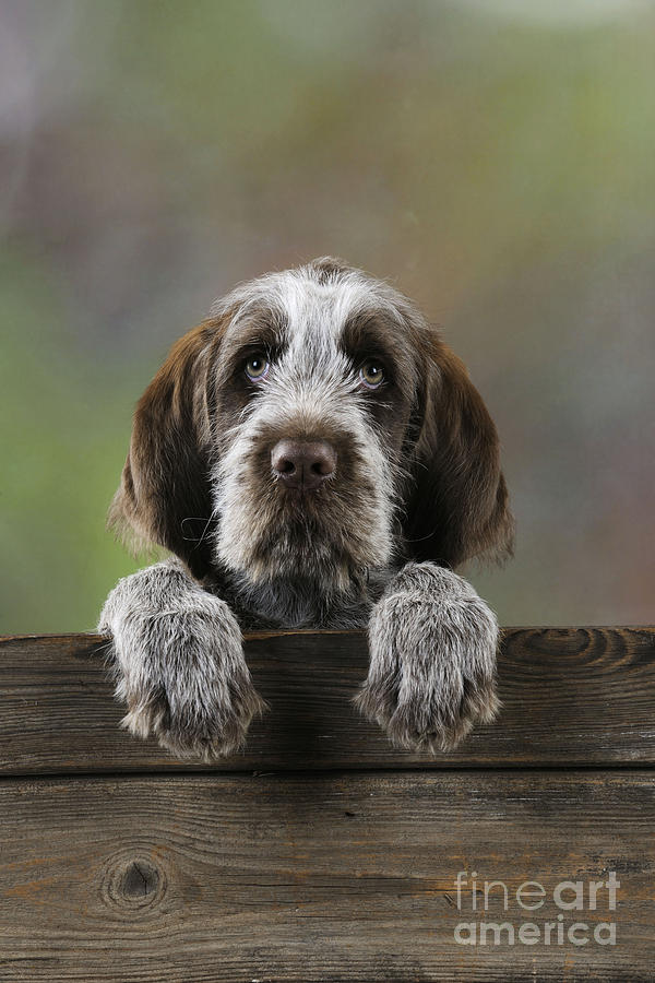 Spinone Puppy Dog #1 Photograph by John Daniels
