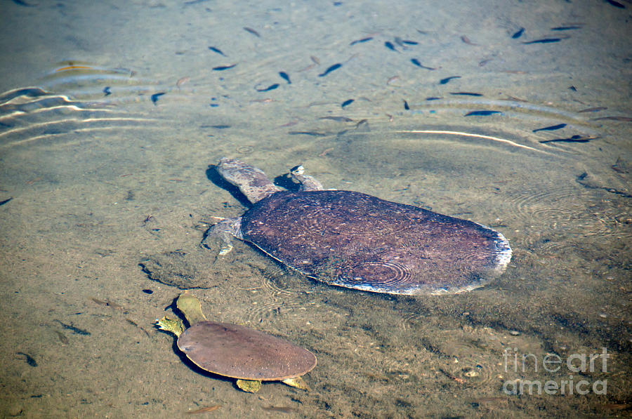Spiny Softshell Turtle #1 Photograph by Mark Newman