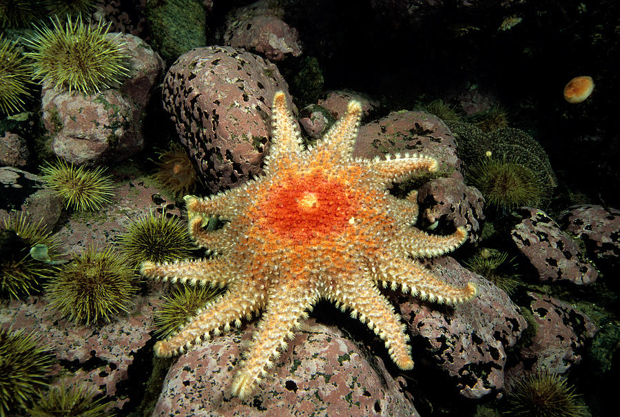 Spiny Sunstar Crossaster Papposus #1 Photograph by Andrew J. Martinez