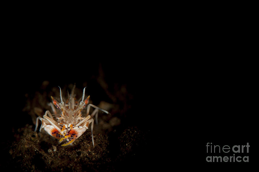 Spiny Tiger Shrimp Amongst Volcanic Photograph