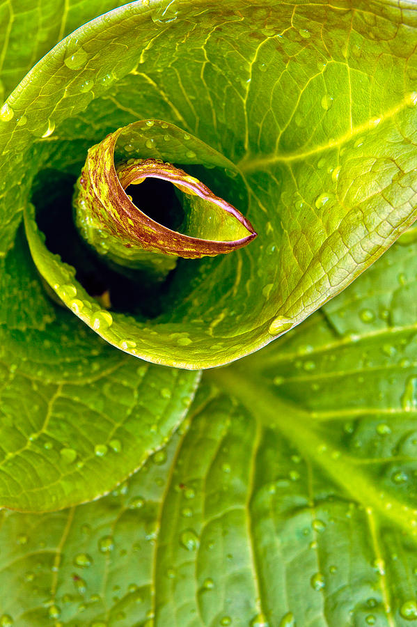Spiral #1 Photograph by Jeff Sinon