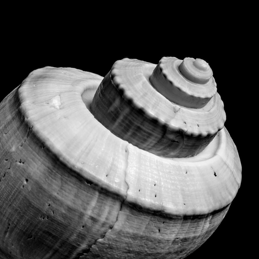 Spiral sea shell #1 Photograph by Jim Hughes