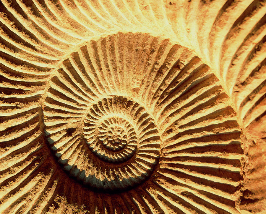 spiral shell fossils