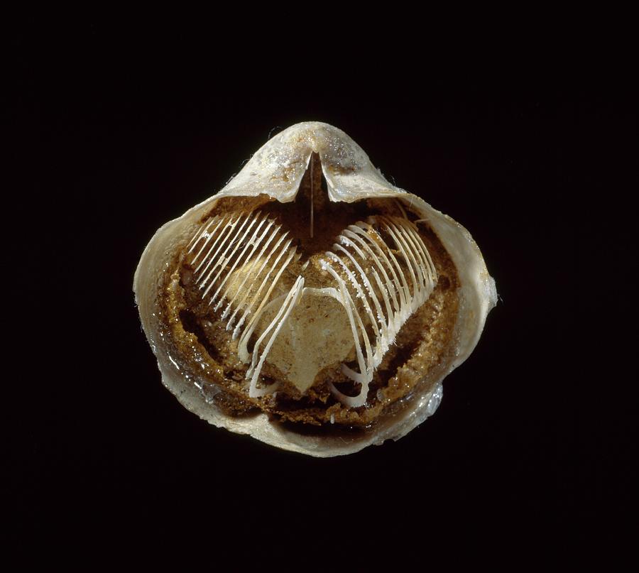 Bouquet of Giant Scallop Fossil Shells, Natural History, Science &  Popular Culture
