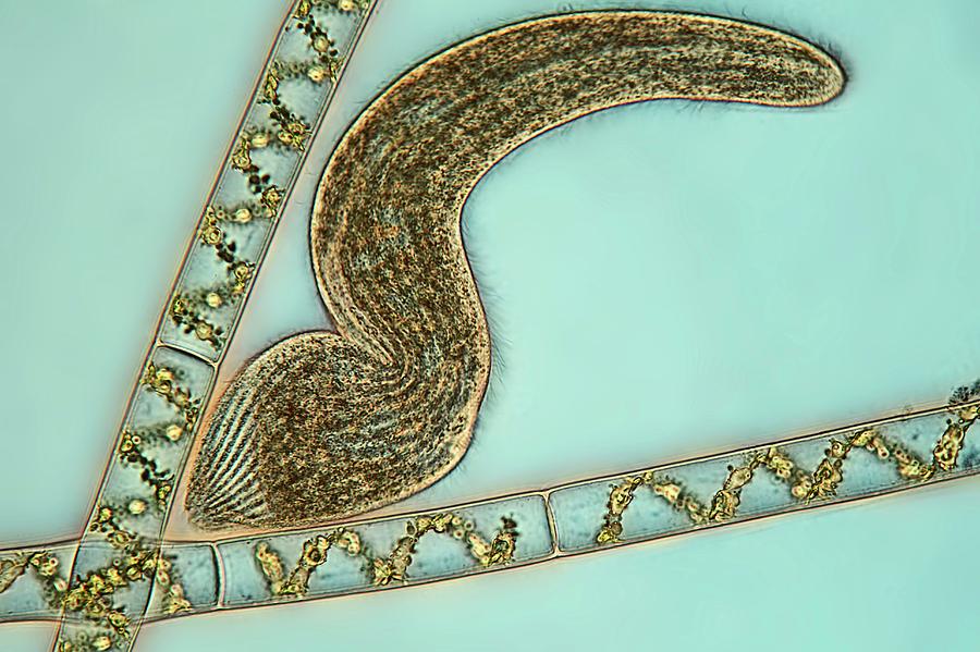 Spirostomum Protozoan #1 Photograph by Frank Fox