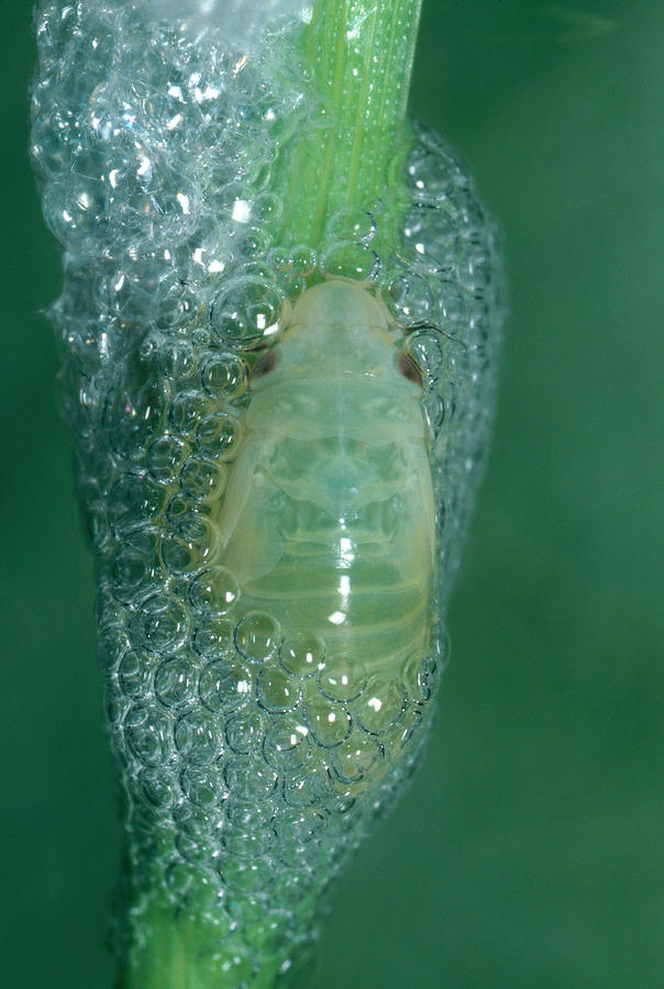 Spittlebug Nymph #1 Photograph by Harry Rogers