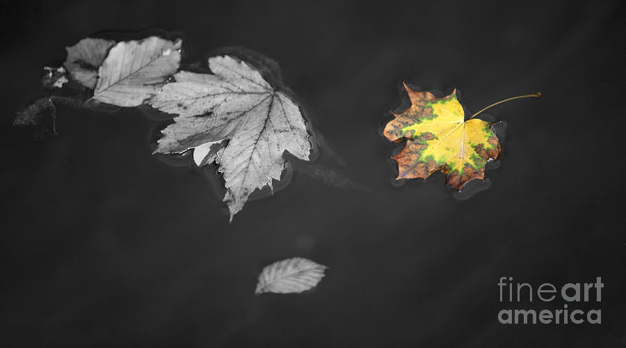 Splash Color Floating Autumnal Leaves Photograph