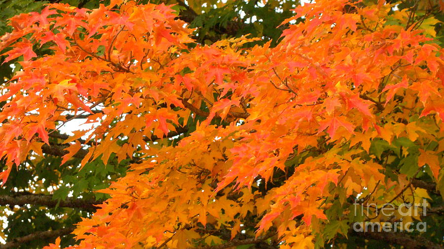 Fall Photograph - God Painted my Tree by Beverly Guilliams
