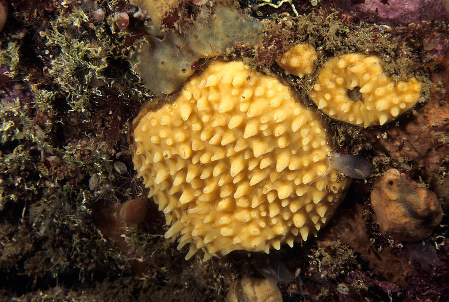 Sponge Polymastia Mammillaris #1 Photograph by Andrew J. Martinez