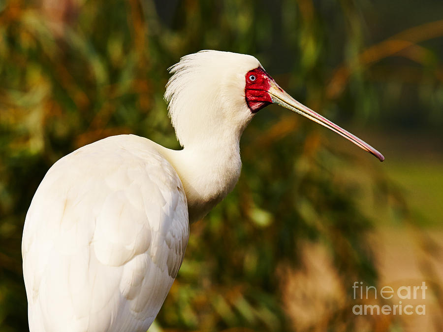 Spoonbill in a tree #1 Photograph by Nick  Biemans