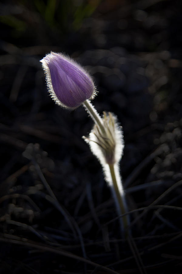 Spotlight On Spring #1 Photograph by Morris McClung