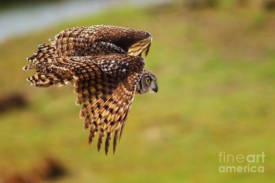 Spotted Eagle Owl in flight #2 Photograph by Nick  Biemans