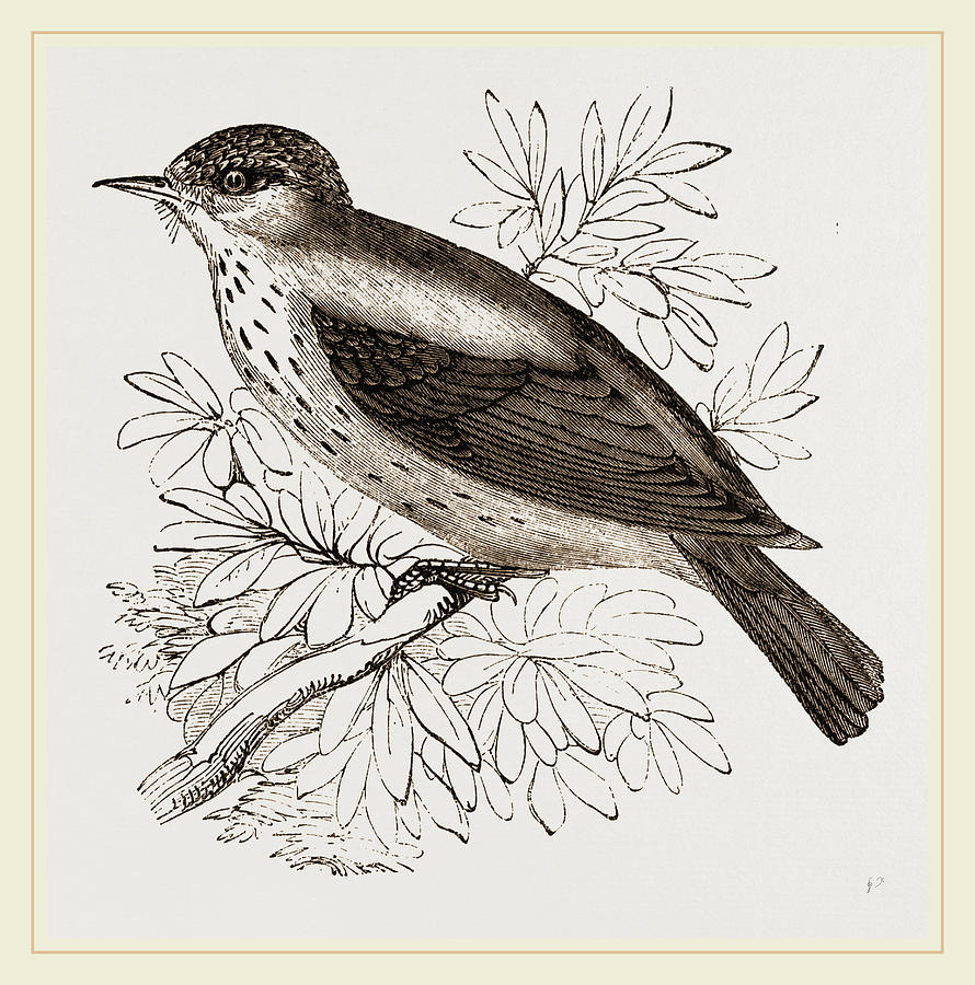 Spotted Flycatcher Drawing by Litz Collection Fine Art America