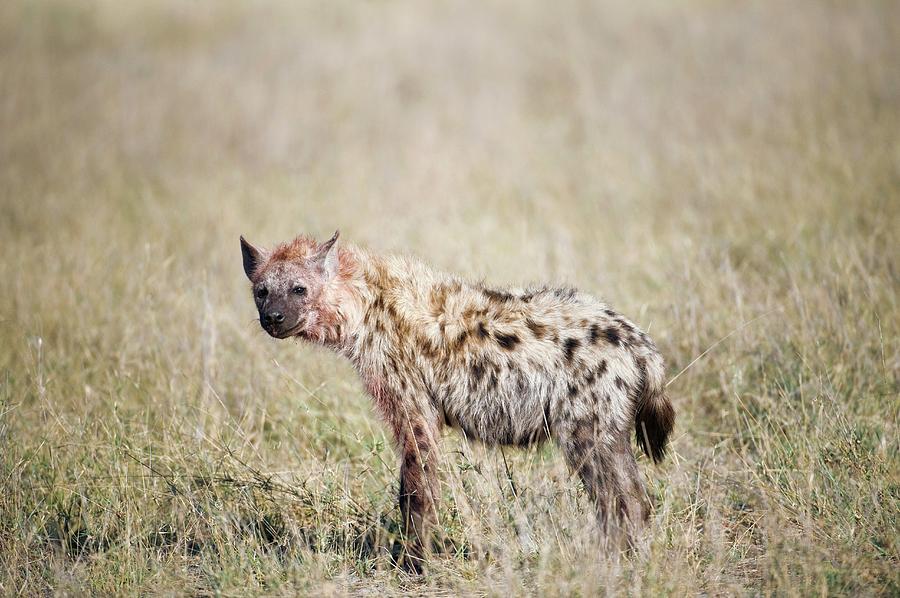 Spotted Hyena #1 Photograph by Dr P. Marazzi/science Photo Library