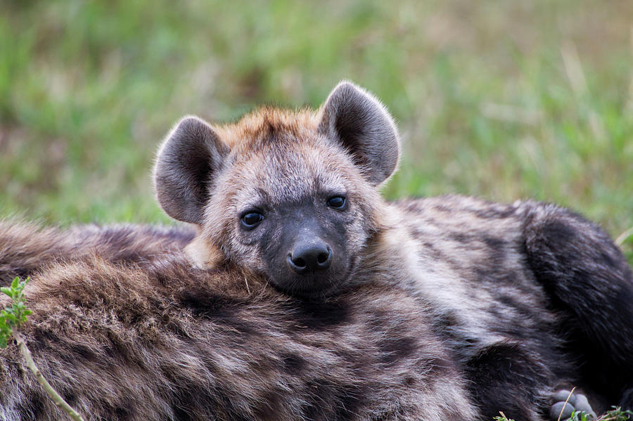 Adam Jones Photograph - Spotted Hyena, Maasai Mara, Kenya #1 by Adam Jones