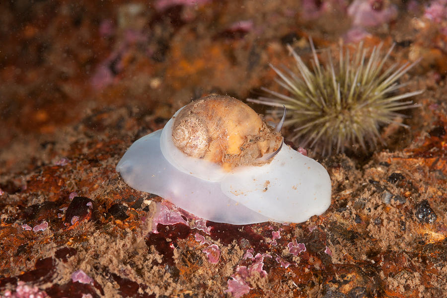 Animal Photograph - Spotted Moonsnail #1 by Andrew J. Martinez