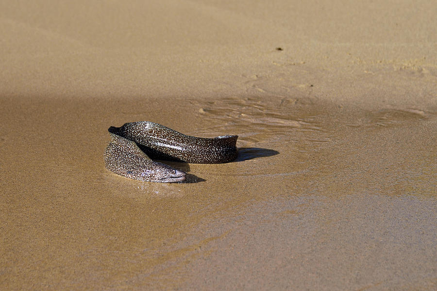 Spotted Moray Eel Gymnothorax Moringa #1 Photograph by Robert Kennett