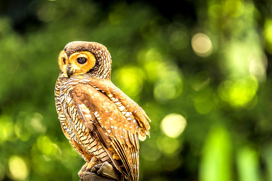 Owl Photograph - Spotted Owl #2 by Jijo George