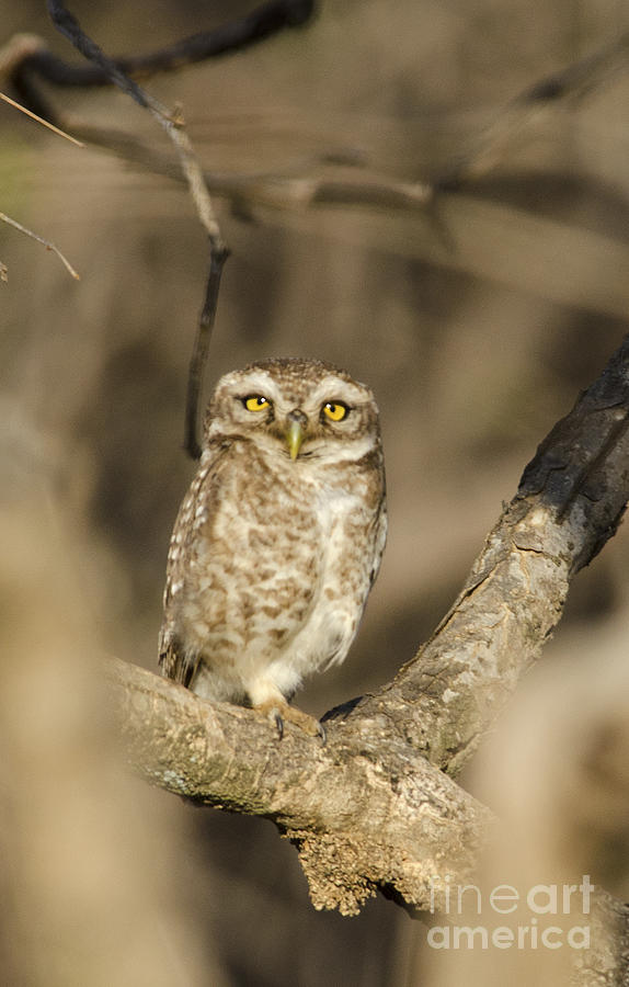 Owl Photograph - Spotted Owlet #1 by Pravine Chester
