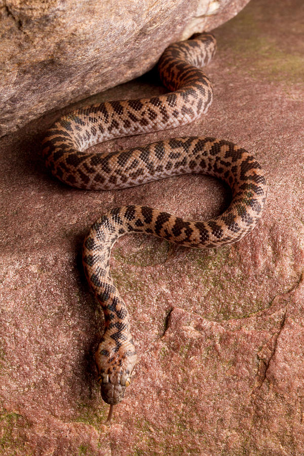 Spotted Python Antaresia Maculosa #1 Photograph by David Kenny