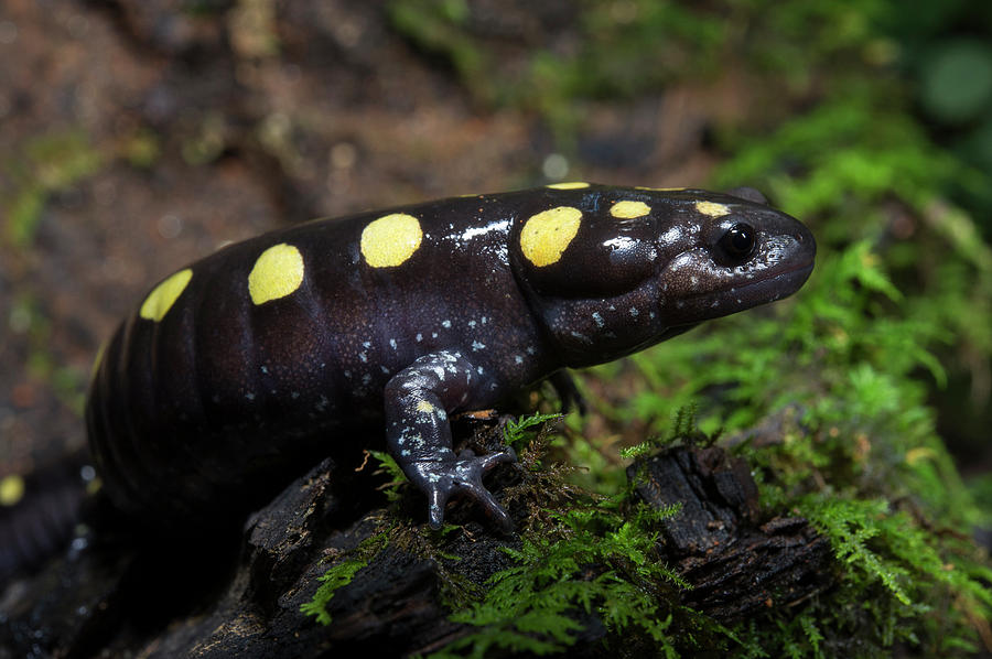 Wildlife Photograph - Spotted Salamander (ambystoma Maculatum #1 by Pete Oxford