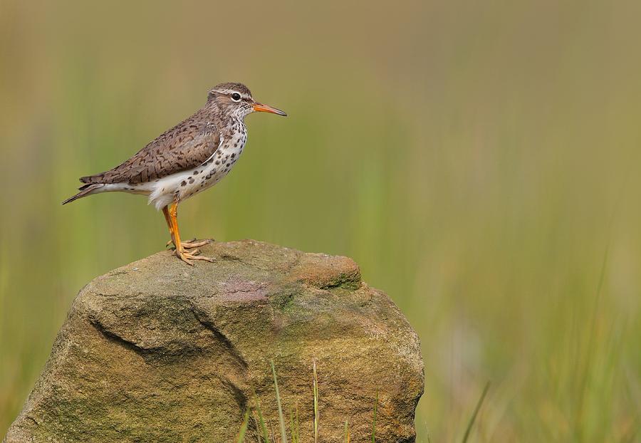 Spotted Sandpiper #2 Photograph by Daniel Behm