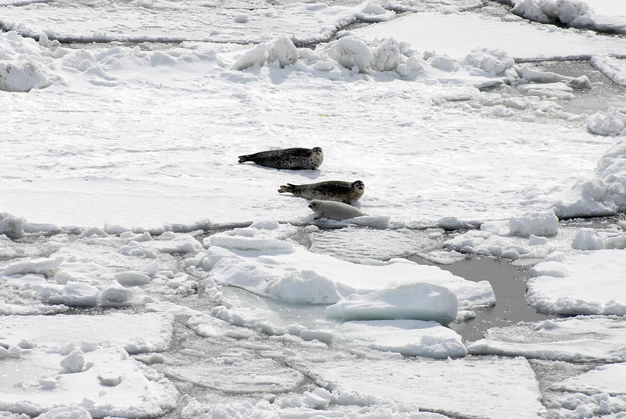 Spotted Seal Family Photograph by Carleton Ray