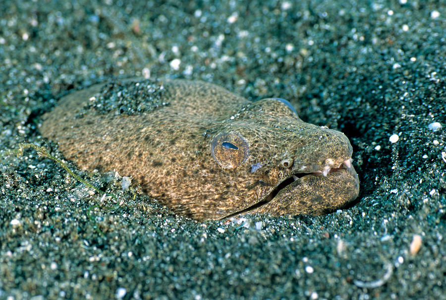 Spotted Spoon-nose Eel #1 Photograph by Andrew J. Martinez