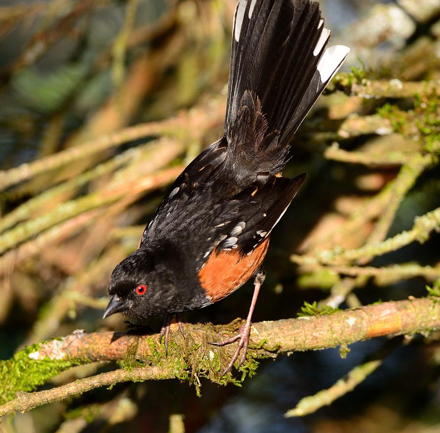 Spotted Towhee Photograph by Kathy King