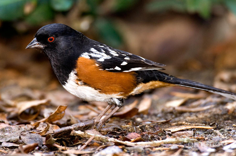 Animal Photograph - Spotted Towhee Pipilo Maculatus #1 by Anthony Mercieca