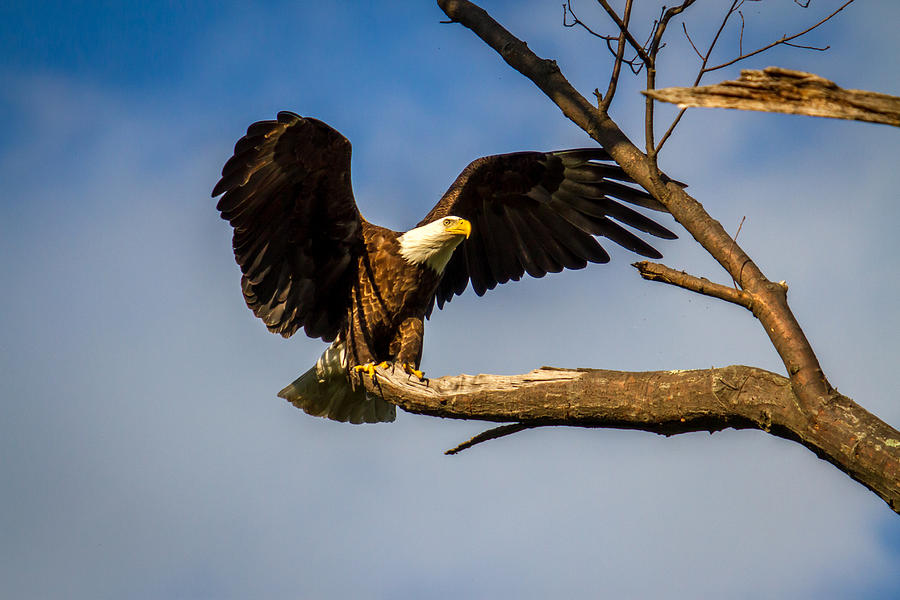 Bird Photograph - Spreading His Wings #1 by Eleanor Abramson