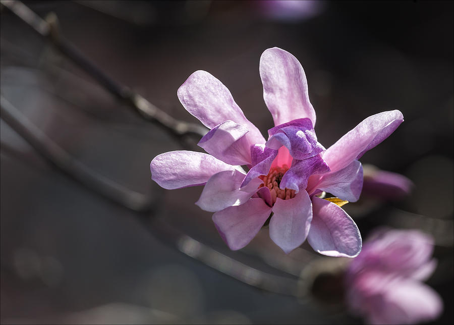 Spring April 2013 Magnolias #1 Photograph by Robert Ullmann