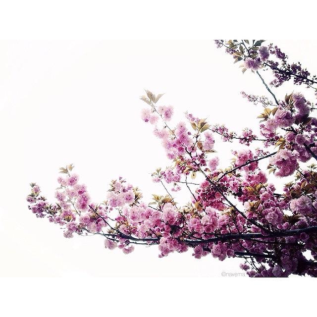 Flowers Still Life Photograph - Spring Awakening #1 by Natasha Marco