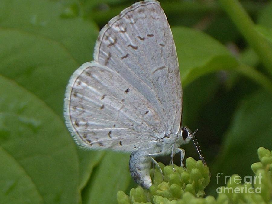 Spring Azure Butterfly late Spring Indiana Photograph by Rory Cubel