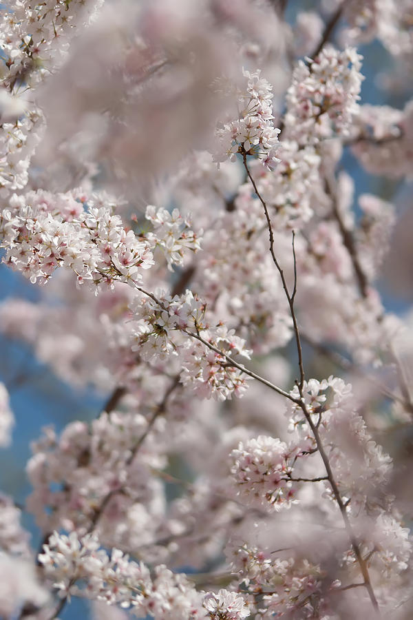 Spring Bloom #1 Photograph by Alex Grichenko