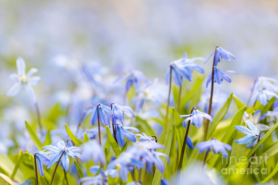 Spring blue flowers  Photograph by Elena Elisseeva