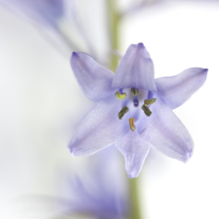 Flower Photograph - Spring Bluebells #1 by Carol Leigh