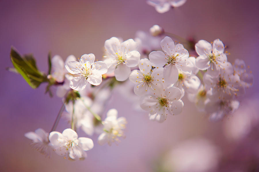 Spring Cherry Tree Branch #2 Photograph by Jenny Rainbow