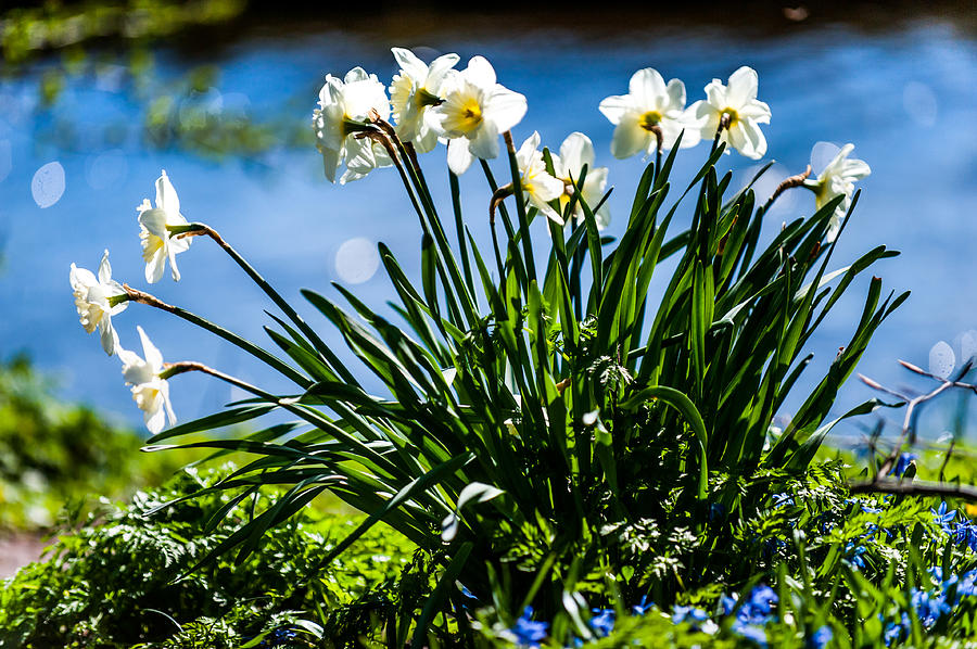Spring Photograph - Spring Daffodils. Park Keukenhof #1 by Jenny Rainbow