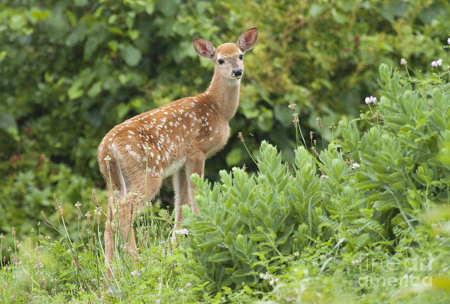 Spring Fawn Series Photograph by Jeannette Hunt