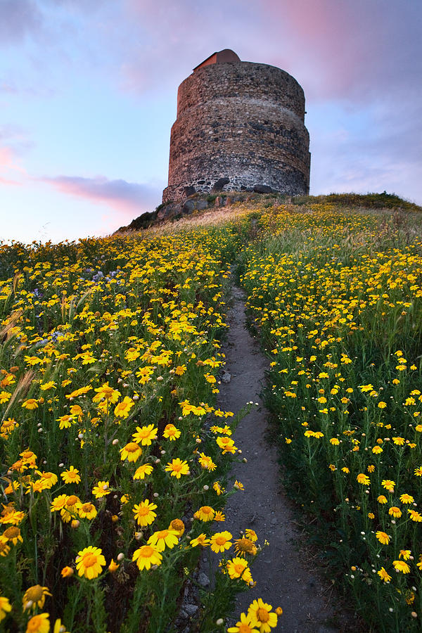 Spring Flower Field With Trail To Castle Tower #1 Photograph by Dirk Ercken