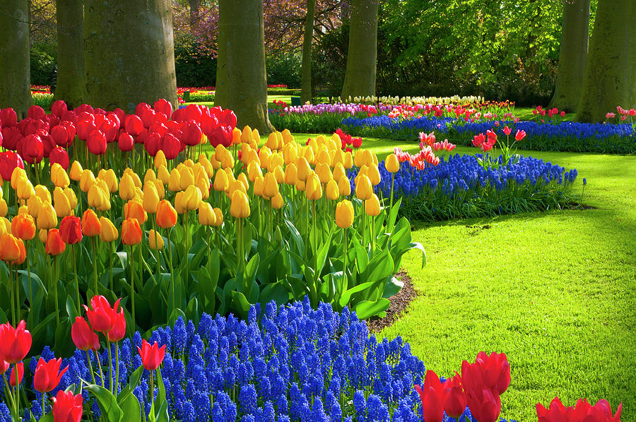 Spring%20Flowers%20In%20A%20Park%20#1%20by%20Jacobh