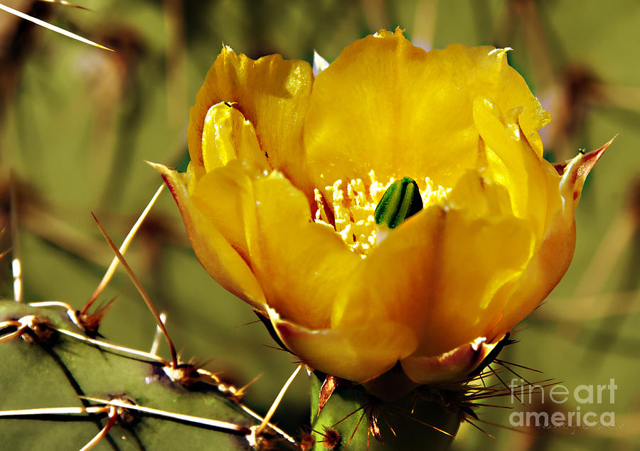Spring Photograph - Spring In The Desert #1 by Nancy Stein