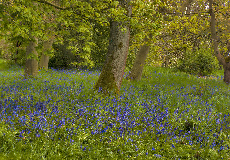 Spring in the Woods Photograph by Trevor Kersley - Fine Art America