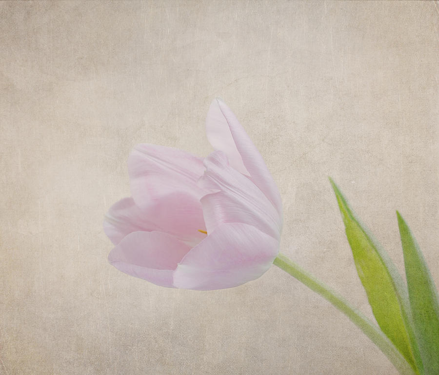Tulip Photograph - Spring is in the Air #1 by Kim Hojnacki